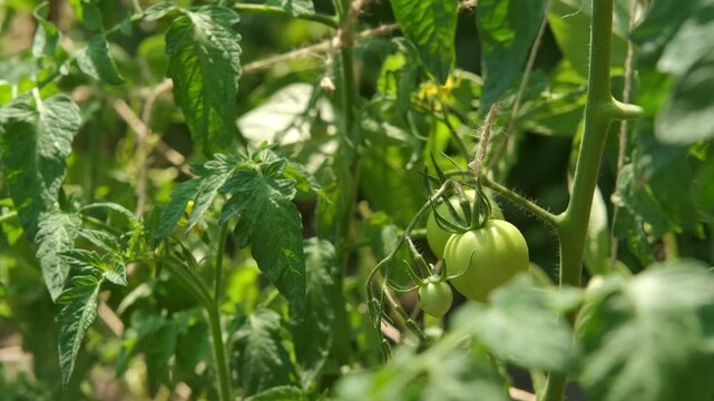 close-up view of green unripe tomatoes swaying on vine among dense serrated leaves with twine support