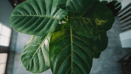 Fototapeta premium Closeup of Large Green Leaves in Bright Indoor Space with Natural Light