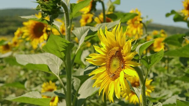 close-up sunflower head tilting slightly with open yellow petals and textured central disk hosting multiple