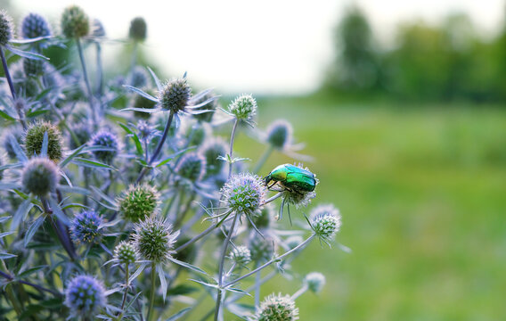 beautiful green emerald beetle (Cetonia aurata) on flowers of Eryngium close up, natural background. Summer background with blue blooming plant of Eryngium planum,blue eryngo or flat sea holly flowers