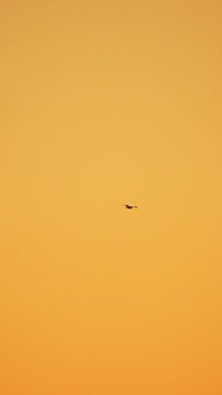 Minimalist golden backdrop features a lonely bird soaring through clear air during evening. Stationary wide angle shot.