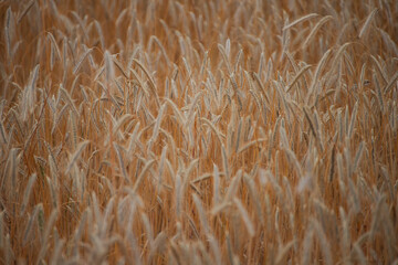 Fototapeta premium Golden Wheat Field Texture with Ripe Grain in Summer