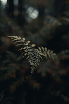 Close up of wild fern in a dark forest &mdash; part of a folk horror and dark poetry series