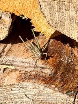 Grille im Holz
