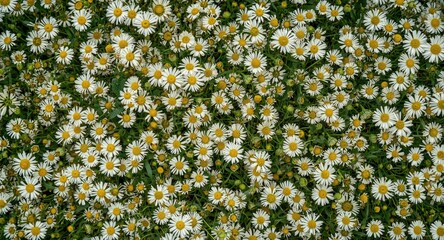 Daisies Blooming Vibrantly in a Lush Green Field in Bright Daylight © vxnaghiyev