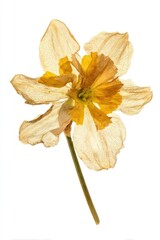 Obraz premium Delicate pressed daffodil flower