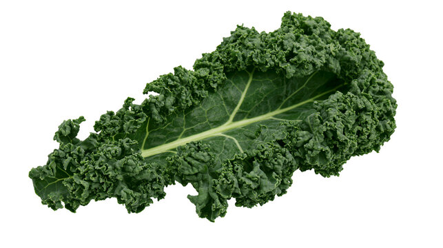 Single curly green kale leaf with prominent veins, isolated on transparent background