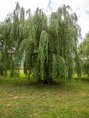 Large mature weeping willow tree with long drooping branches and dense green foliage growing on a grassy lawn in a peaceful park. © Marek