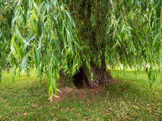 Old hollow weeping willow tree with a massive textured trunk and long hanging green branches reaching toward the ground. © Marek