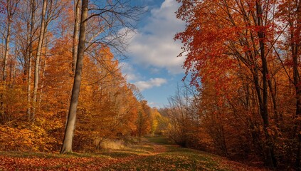 Fototapeta premium Autumn Pathway Through Vibrant Orange and Yellow Forest Under Partly Cloudy Sky