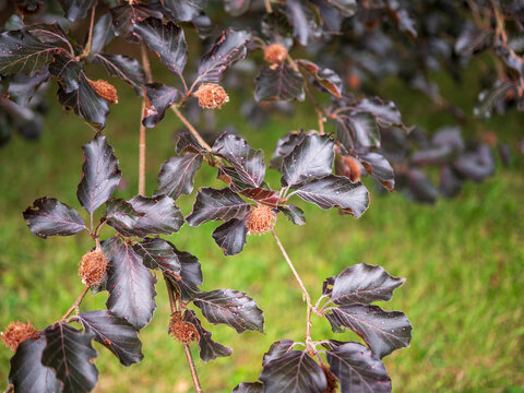 Close-up of copper beech branches with dark purple leaves and spiky brown seed pods against a soft green background.