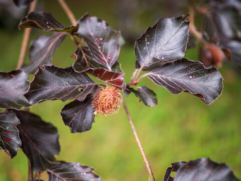 Close-up of copper beech branches with dark purple leaves and spiky brown seed pods against a soft green background.