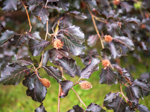 Close-up of copper beech branches with dark purple leaves and spiky brown seed pods against a soft green background.