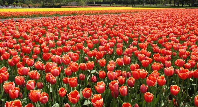 Vibrant Field of Orange Tulips Blooming Under Sunny Sky in Spring