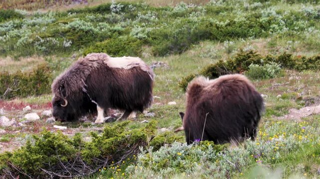Musk oxen roaming in Dovrefjell National Park, Norway