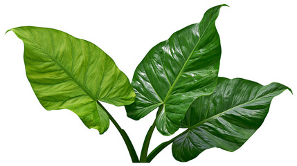 Lush green large philodendron leaves with prominent veins, isolated on transparent background © Nicolas