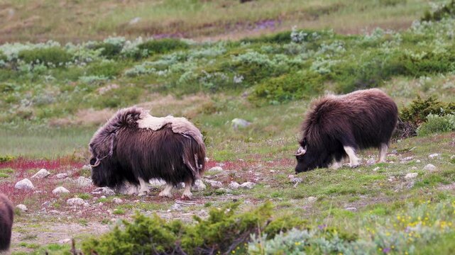 Musk oxen roaming in Dovrefjell National Park, Norway