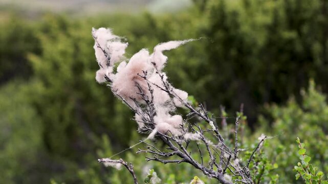 Musk oxen wool hanging on a bush in Dovrefjell National Park, Norway