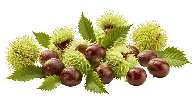 Spiky green chestnut burrs with glossy brown nuts and serrated leaves, isolated on transparent background