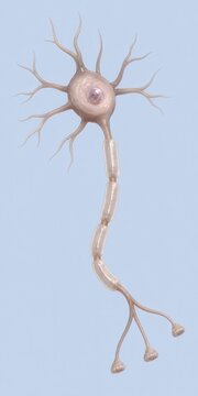 Human neuron anatomy with dendrites cell body myelin sheath axon and nerve terminals