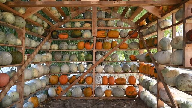 Abundant harvest display featuring colorful pumpkins stored on wooden shelving in outdoor structure.