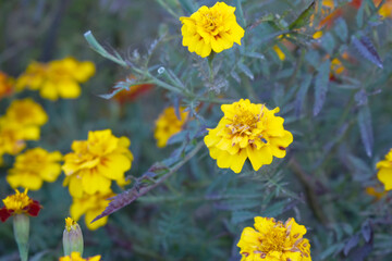 Obraz premium Yellow french marigold flower blossom in garden, Yellow french Mari Gold flowers for decorate garden, Close up of beautiful small marigold flower in garden. Marigold flowers bloom in nature