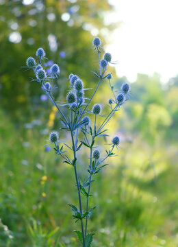 beautiful flowers of Eryngium growing on meadow, natural background. Summer landscape with blue blooming plant of Eryngium planum,blue eryngo or flat sea holly flowers. soft focus