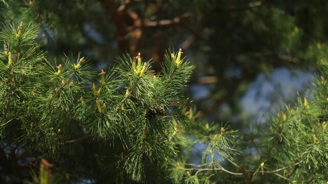 Scots pine, Pinus sylvestris, blooming in the park in spring. A light breeze. 4K, 50 fps