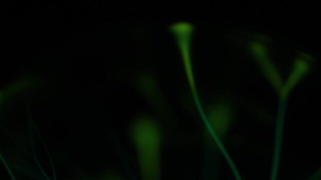 Close-up of a green plasma ball discharge.