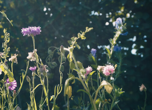 Wildflowers in sunlight