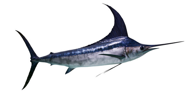 Blue marlin fish with sharp bill and dorsal fin, isolated on transparent background