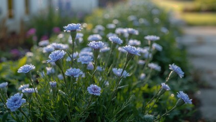 Fototapeta premium Purple Flowers Blooming in a Garden Pathway with Soft Morning Light