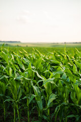 Fototapeta premium Growing cornfield producing crops for food and biofuel in an agricultural landscape under sunlight