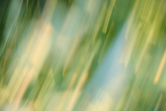 Abstract nature background with green motion blur.