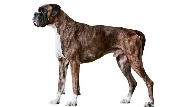 Brindle Boxer dog standing, isolated on transparent background
