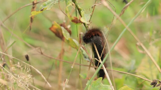 Hairy caterpillar of a tiger moth climbing a dry grass stem in a meadow, close-up of the black and brown larva among grass and leaves in Rhineland-Palatinate, Germany, static shot