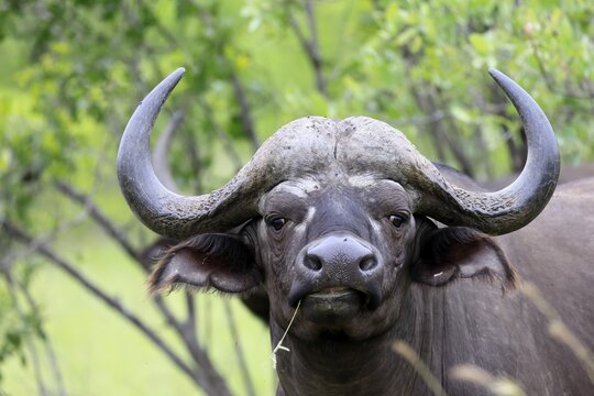 Cape buffalo (Syncerus caffer), adult, portrait, feeding, blade of grass, Kruger National Park, Limpopo Province, South Africa