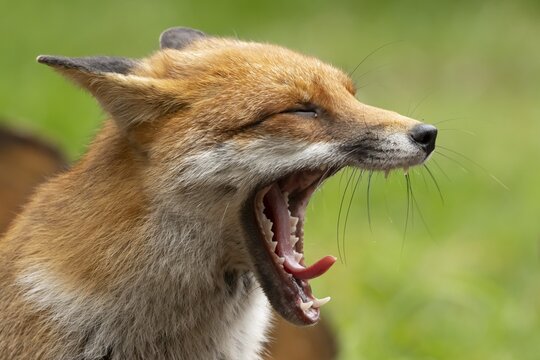 Red fox (Vulpes vulpes) sleepy adult animal yawning, England, United Kingdom