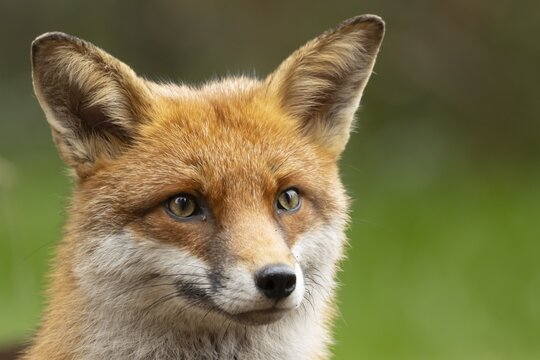 Red fox (Vulpes vulpes) adult animal head portrait, England, United Kingdom