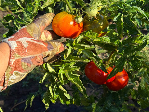 Picking of tomatoes in vegetable garden 