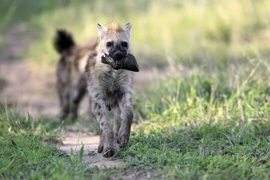 Spotted hyena (Crocuta crocuta), subadult, two, prey, bones, running, Kruger National Park, South Africa