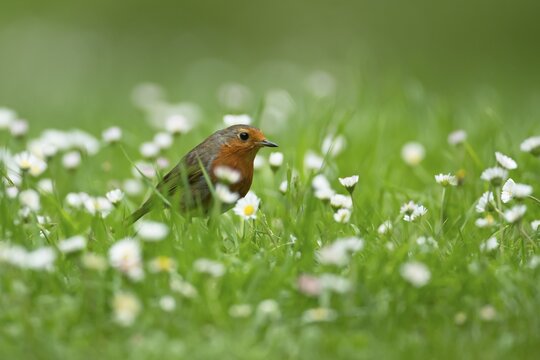 European robin (Erithacus rubecula) adult garden bird on a grass lawn with daisy flowers in summer, England, United Kingdom