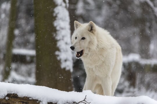 Melville Island wolf (Arctic wolf) standing in snow covered forest, snow falling