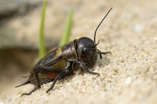 Field cricket, Gryllus campestris, ensifera, field cricket, crickets, insects, insects, long-feeler scare