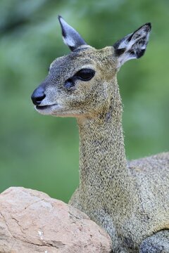 Transvaal klipspringer (Oreotragus transvaalensis), adult, portrait, alert, Kruger National Park, South Africa
