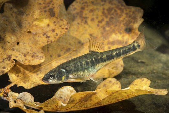 Bitterfish, minnow, Eurasian minnow, minnow, prille, phoxinus phoxinus, common minnow, fish, fishes, rivers, pisces