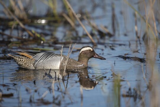 Anas Querquedula, Garganey, Granelli, Italy, crisp duck, Pantano Cuba lagoon, Pantani Cuba and Longarini, spatula querquedula, migratory bird sanctuary, Pantani Cuba & Longarini migratory bird sanctuary, Anatidae, birds, ducks, duck birds, drake, Italy, male, male, Sicily, foundation pro biodiversity, birds, waterbirds, Waterbirds