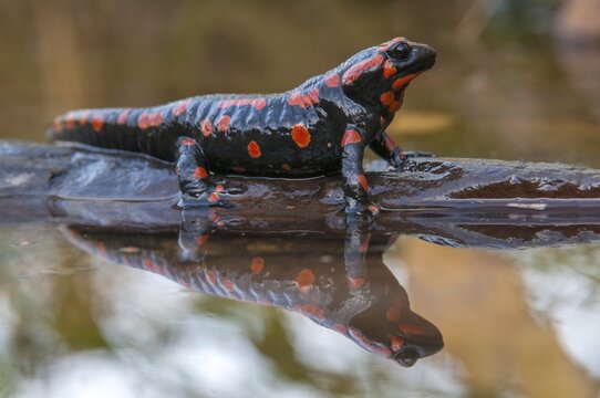 Fire salamander, salamandra salamandra, amphibians, amphibians, caudata, amphibians, amphibians, mirror, red, tail amphibians, mirror image