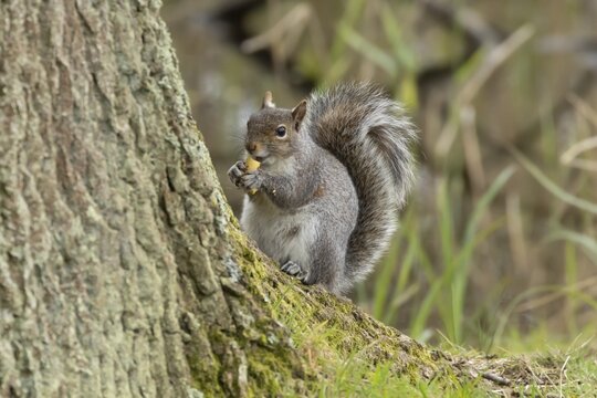 Grey squirrel (Sciurus carolinensis) adult animal eating a nut on a tree trunk, England, United Kingdom