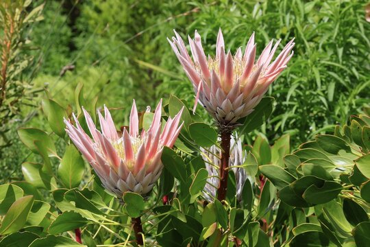 King Protea (Protea cynaroides), blossom, in bloom, flower, in spring, Kirstenbosch Botanical Garden, Cape Town, South Africa